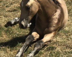 dressage horse Queen of Champagne (Westphalian, 2018, from Qaside Md)