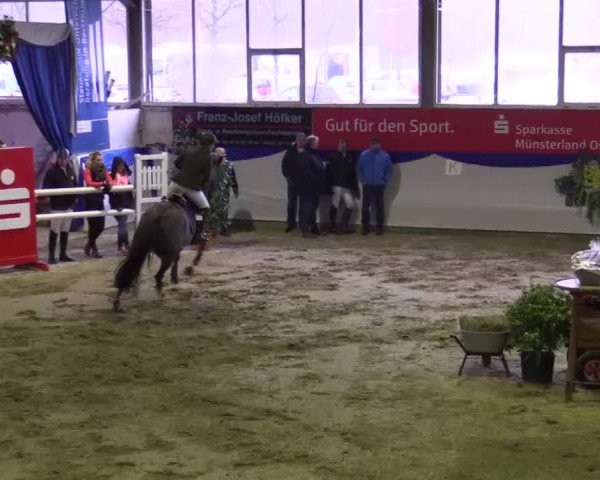 Hallenspringturnier in Münster - Albachten 2015