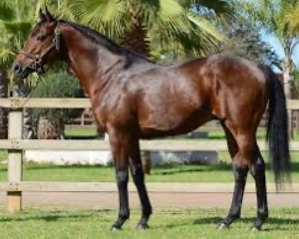 stallion Hermival xx (Thoroughbred, 2009, from Dubawi xx)
