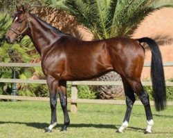 stallion Energizer xx (Thoroughbred, 2009, from Monsun xx)