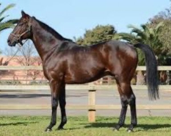 stallion Chinchon xx (Thoroughbred, 2005, from Marju xx)