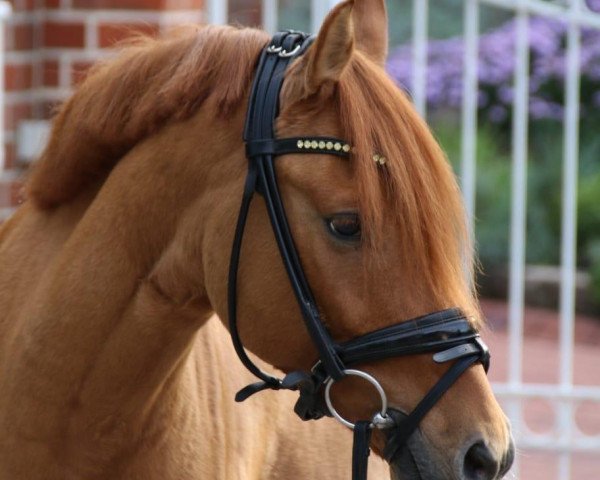 dressage horse Dali B (German Riding Pony, 2014, from Dimension AT NRW)