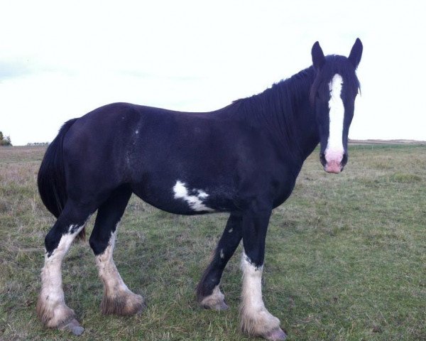 Pferd Bighorn Princess Catherine (Clydesdale, 2011, von Sandy Ridge Maxton Edward)