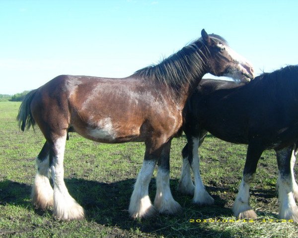 broodmare Boulder Bluff Samantha (Clydesdale, 1998, from Boulder Bluff Duff)