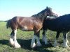 Zuchtstute Boulder Bluff Samantha (Clydesdale, 1998, von Boulder Bluff Duff)