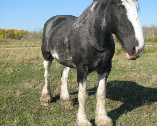 Pferd Donegal Spud the Stud (Clydesdale, 2007, von Armageddon's Lord Cain)