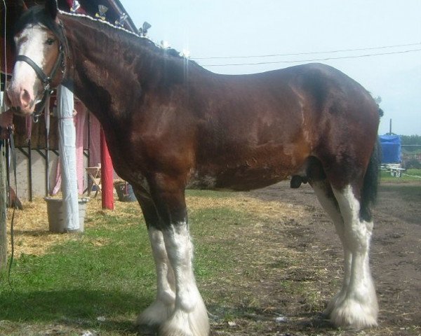 stallion Bighorn Trooper (Clydesdale, 2007, from Donegal Enhancer)