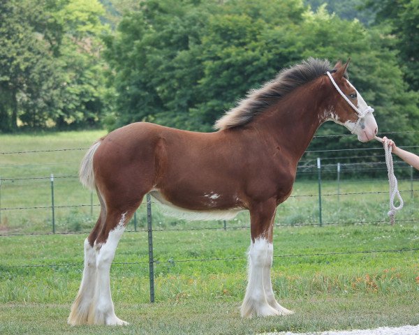 Pferd Ozark's Royal Josie (Clydesdale, 2020, von Freedom Highland Tyson)