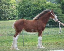 horse Ozark's Royal Josie (Clydesdale, 2020, from Freedom Highland Tyson)