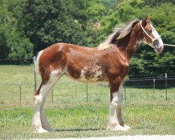 horse Ozark's Royal Jassmine (Clydesdale, 2020, from Hollow Creek Cooper)