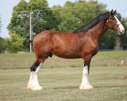 horse Ozark's Royal Classic' Sir William (Clydesdale, 2016, from Plunton Calum Maelogan)