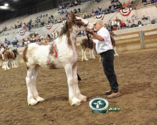 horse Olde Tyme I.M. Nina (Clydesdale, 2019, from C3 Lucky's Ivan the Great)