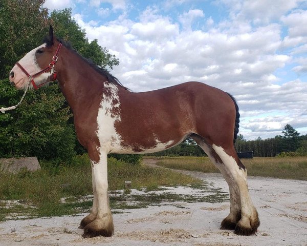 horse Messinger View's Opal (Clydesdale, 2018, from Ozark's Royal View)