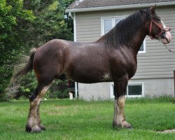 Pferd Hillview Lancelot Lucky (Clydesdale, 2017, von SCA Top Guns Sir Lancelot)