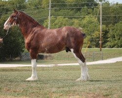 horse Herkules Omega (Clydesdale, 2019, from Singlie Storm)