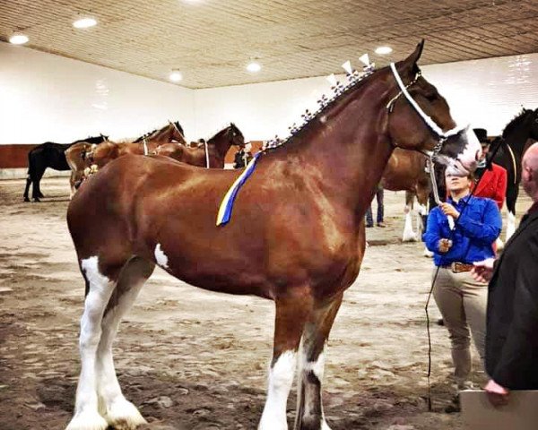 horse Freedom Majestic Marybelle (Clydesdale, 2018, from Freedom Royal Majestic)