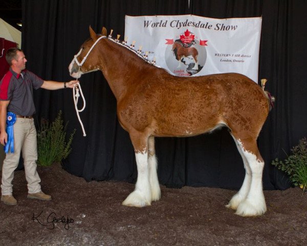 broodmare Westerdale Tammy Lynn (Clydesdale, 2005, from California Visions Legend)