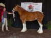 Zuchtstute Westerdale Tammy Lynn (Clydesdale, 2005, von California Visions Legend)