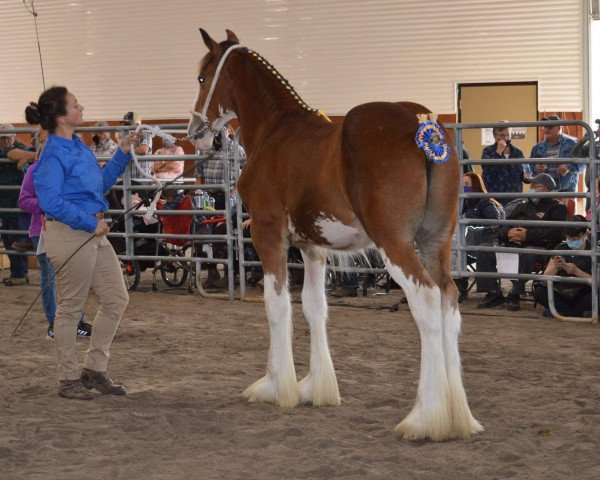 Pferd Freedom Majestic Challenger (Clydesdale, 2020, von Freedom Royal Majestic)