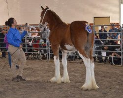 Pferd Freedom Majestic Challenger (Clydesdale, 2020, von Freedom Royal Majestic)