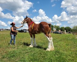 Pferd Freedom Lochy Final Touch (Clydesdale, 2019, von Old Greenlaw Lochy)