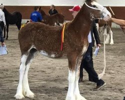 Pferd Freedom Lady Sunflower (Clydesdale, 2020, von Willow Way Lennox)