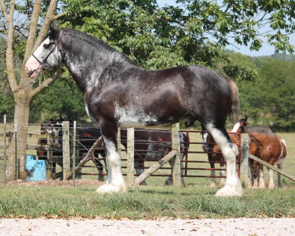 stallion Hollow Creek Cooper (Clydesdale, 2014, from Maple Stone Excel)