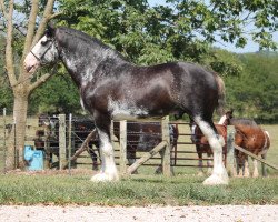 Deckhengst Hollow Creek Cooper (Clydesdale, 2014, von Maple Stone Excel)