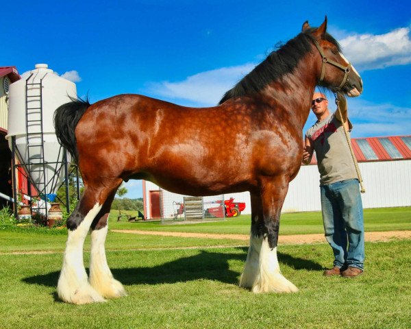 Zuchtstute Irish Mist of Redd Barney (Clydesdale, 2006, von Plunton Calum Maelogan)