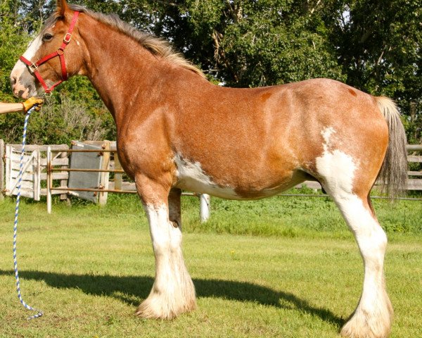 Zuchtstute Westerdale Pearl (Clydesdale, 2001, von CIE Perfection)