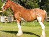 Zuchtstute Westerdale Pearl (Clydesdale, 2001, von CIE Perfection)