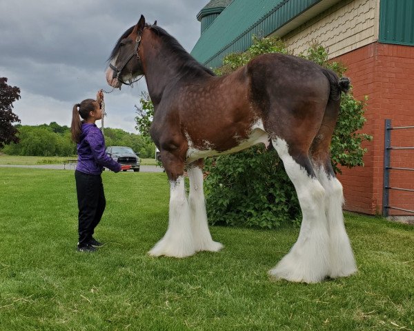 stallion Freedom Royal Majestic (Clydesdale, 2002, from Hillmoor Landmark)