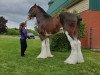 stallion Freedom Royal Majestic (Clydesdale, 2002, from Hillmoor Landmark)