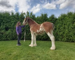 horse Freedom Lady Snow White (Clydesdale, 2020, from Willow Way Lennox)