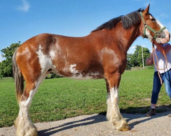 Pferd Fox's Primrose (Clydesdale, 2016, von Willow Way Jewel's Gerard)