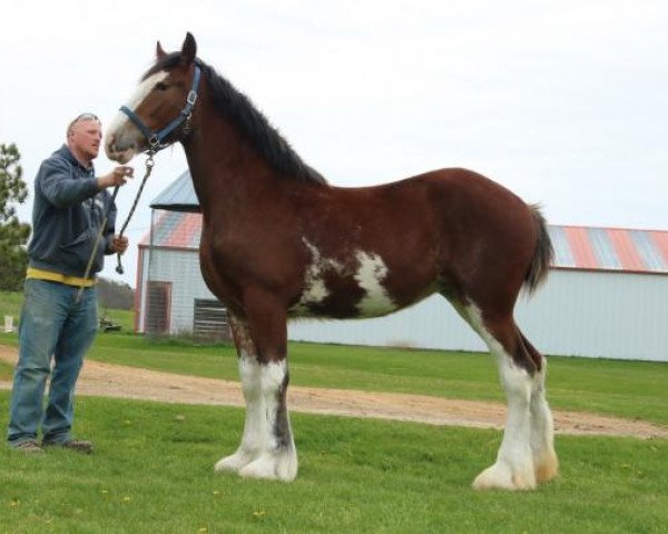 Pferd Brookside Sophie (Clydesdale, 2019, von Tablerock's Cracker Jack)