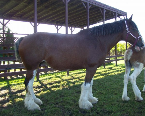 Zuchtstute Carson's Geena (Clydesdale, 2014, von Alamar L.S. Lightning)