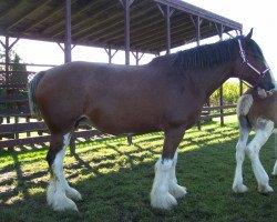 broodmare Carson's Geena (Clydesdale, 2014, from Alamar L.S. Lightning)