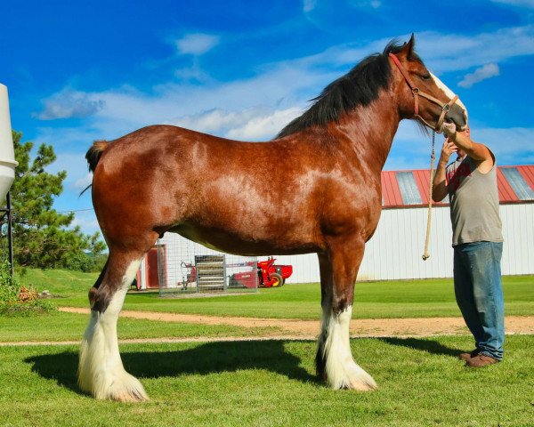 horse Brookside Shelby (Clydesdale, 2014, from Irish Thunder's Celtic Dawson)