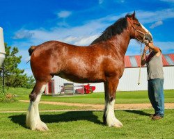 Pferd Brookside Shelby (Clydesdale, 2014, von Irish Thunder's Celtic Dawson)