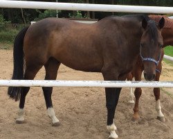 jumper Loxley 112 (Oldenburg show jumper, 2011, from Lesotho)