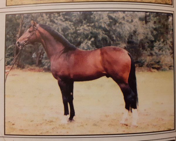 horse Pasolini (Hanoverian, 1994, from Pablo)