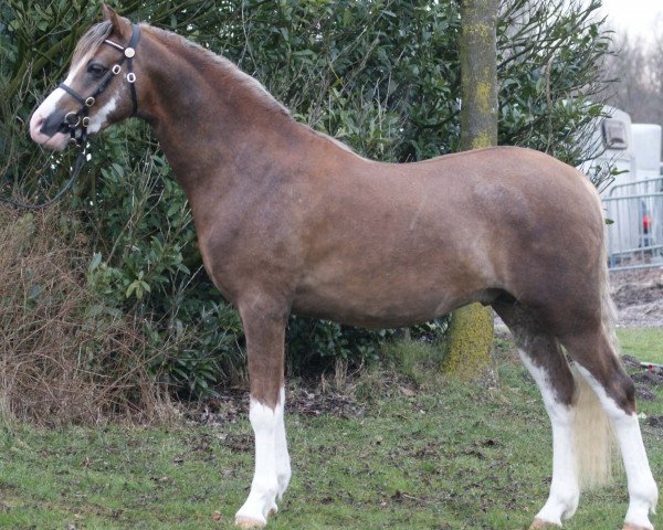 stallion Exclusive 8 (Welsh-Pony (Section B), 2010, from Cadlanvalley Goldstar)