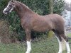 stallion Exclusive 8 (Welsh-Pony (Section B), 2010, from Cadlanvalley Goldstar)