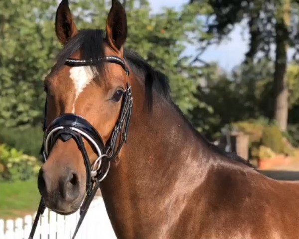 dressage horse Nikita 526 (German Riding Pony, 2015, from Navignon)