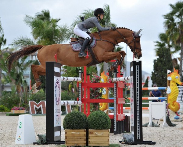 jumper Elien (KWPN (Royal Dutch Sporthorse), 2009, from Arezzo VDL)