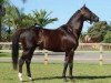 stallion Alexandros xx (Thoroughbred, 2005, from Kingmambo xx)