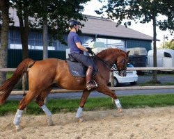 dressage horse Fiorissimo 3 (Westphalian, 2013, from Fiorano)