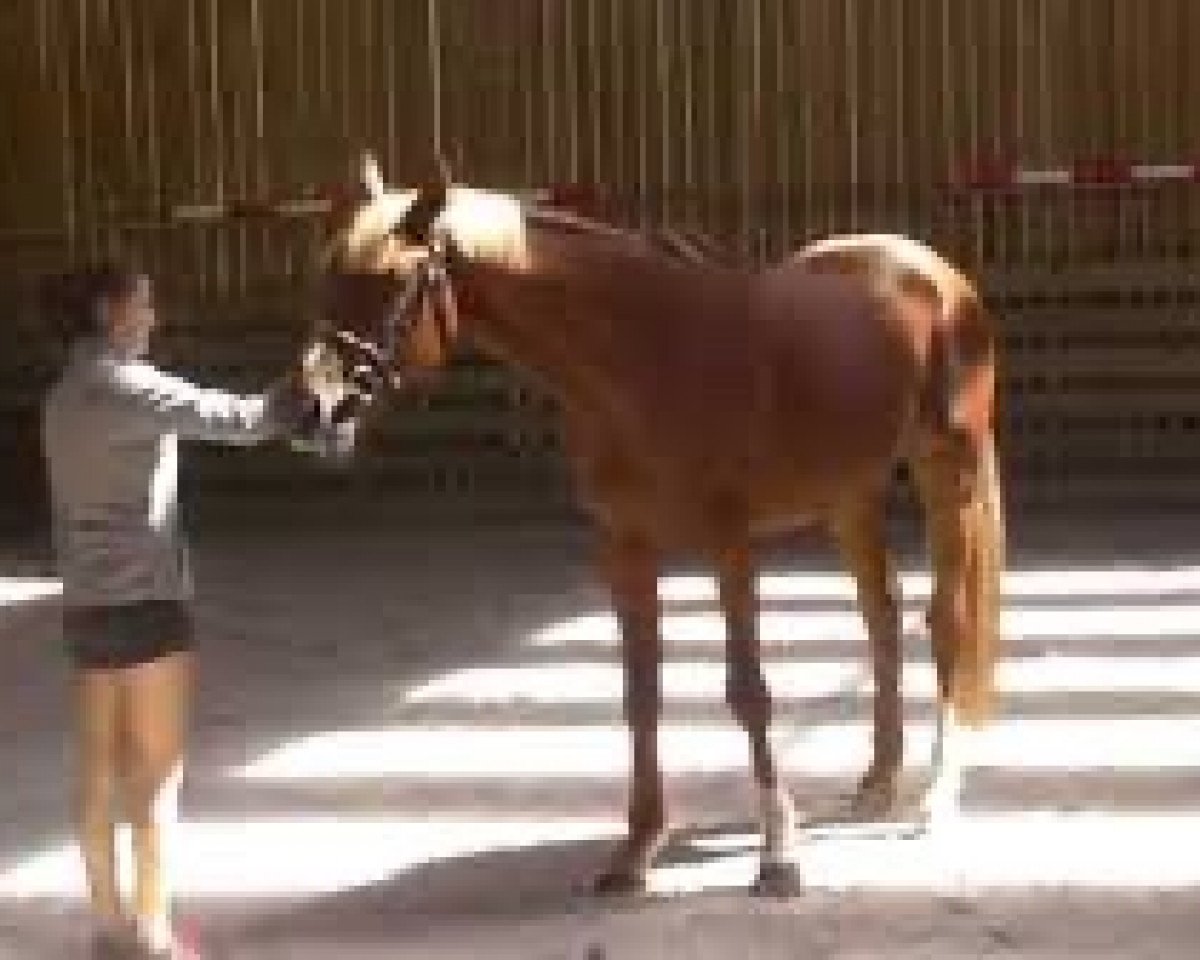 stallion Coldparadise Flamingo (Selle Français, 2012, from Baloubet du Rouet)