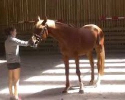 stallion Coldparadise Flamingo (Selle Français, 2012, from Baloubet du Rouet)